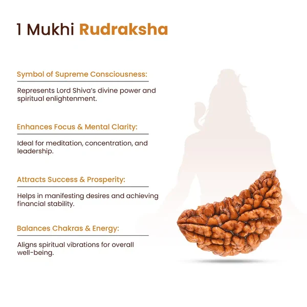 Original Indian 1 Mukhi Rudraksha